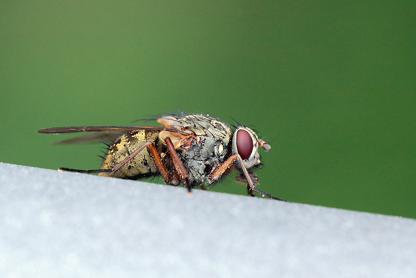 Phaonia valida femmina (Muscidae)